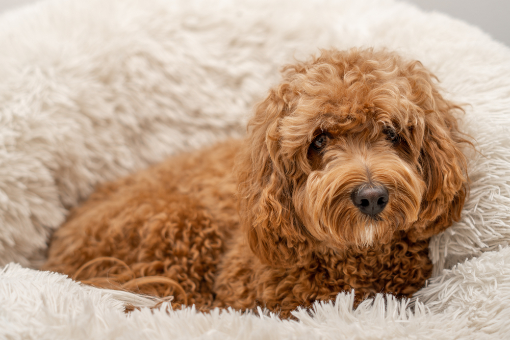 best puppy food for cavapoochon