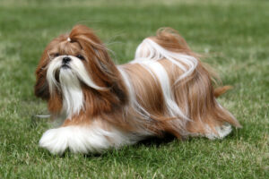 best dog food for shih tzu with allergies