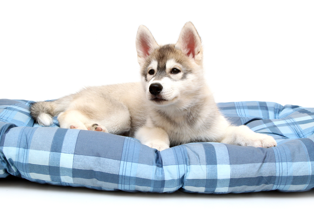 Best Cooling Bed For Husky