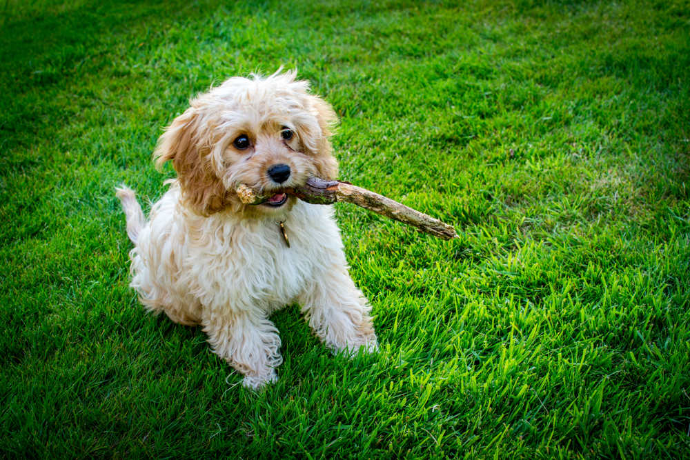 best dog food for cavapoo