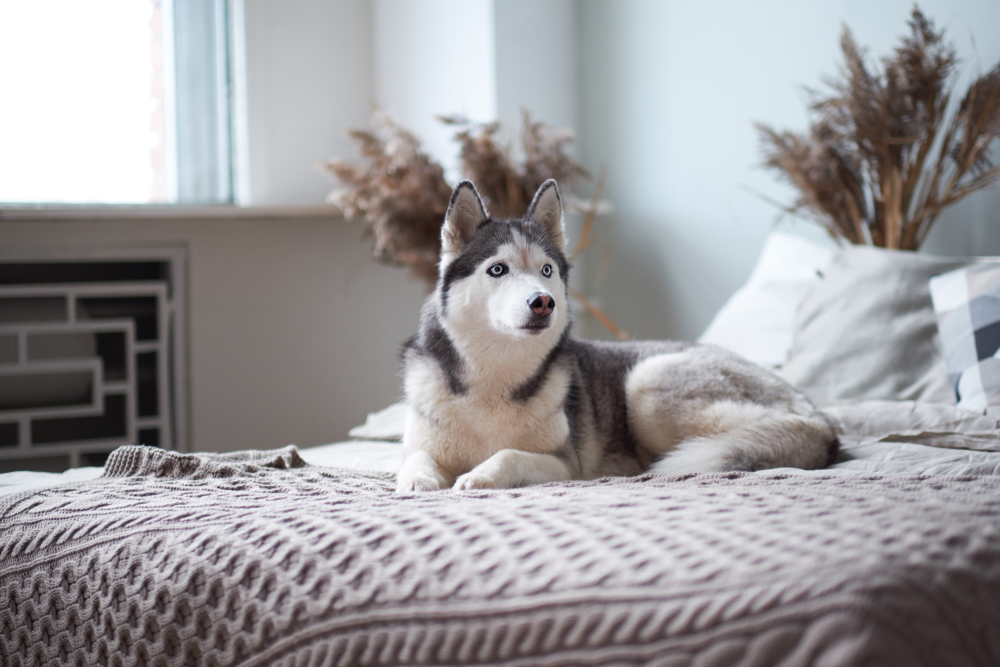 Best Dog Beds For Siberian Huskies