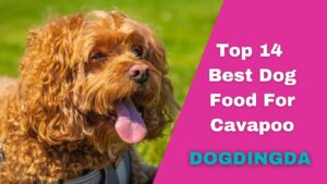 Read more about the article Top 14 Picks For Best Dog Food For Cavapoo