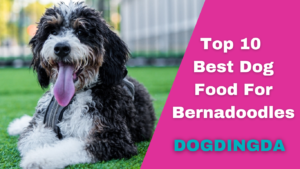 Read more about the article Top 10 Best Dog Foods for Bernedoodles- Dogdingda 2023 Update