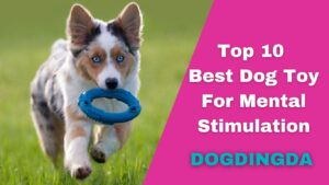 Read more about the article Top 10 Best Dog Toy For Mental Stimulation