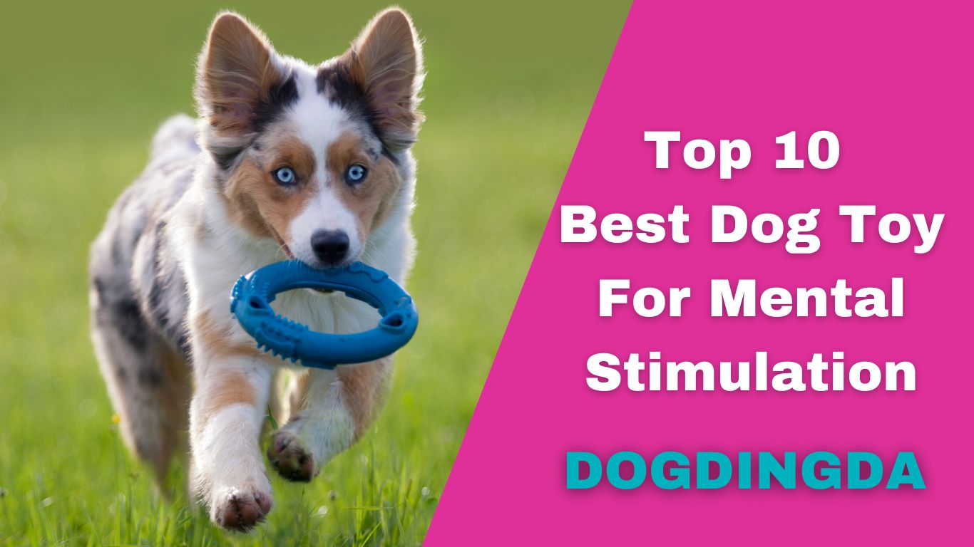 Read more about the article Top 10 Best Dog Toy For Mental Stimulation