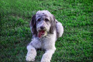 best dog food for aussiedoodle