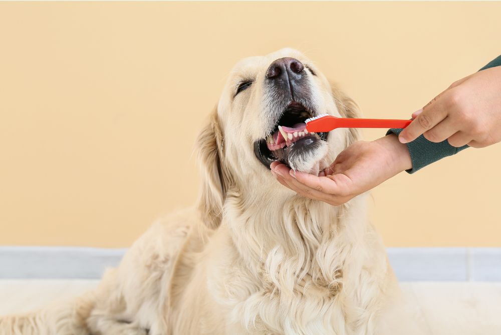Top 15 Best Dog Toy For Cleaning Teeth