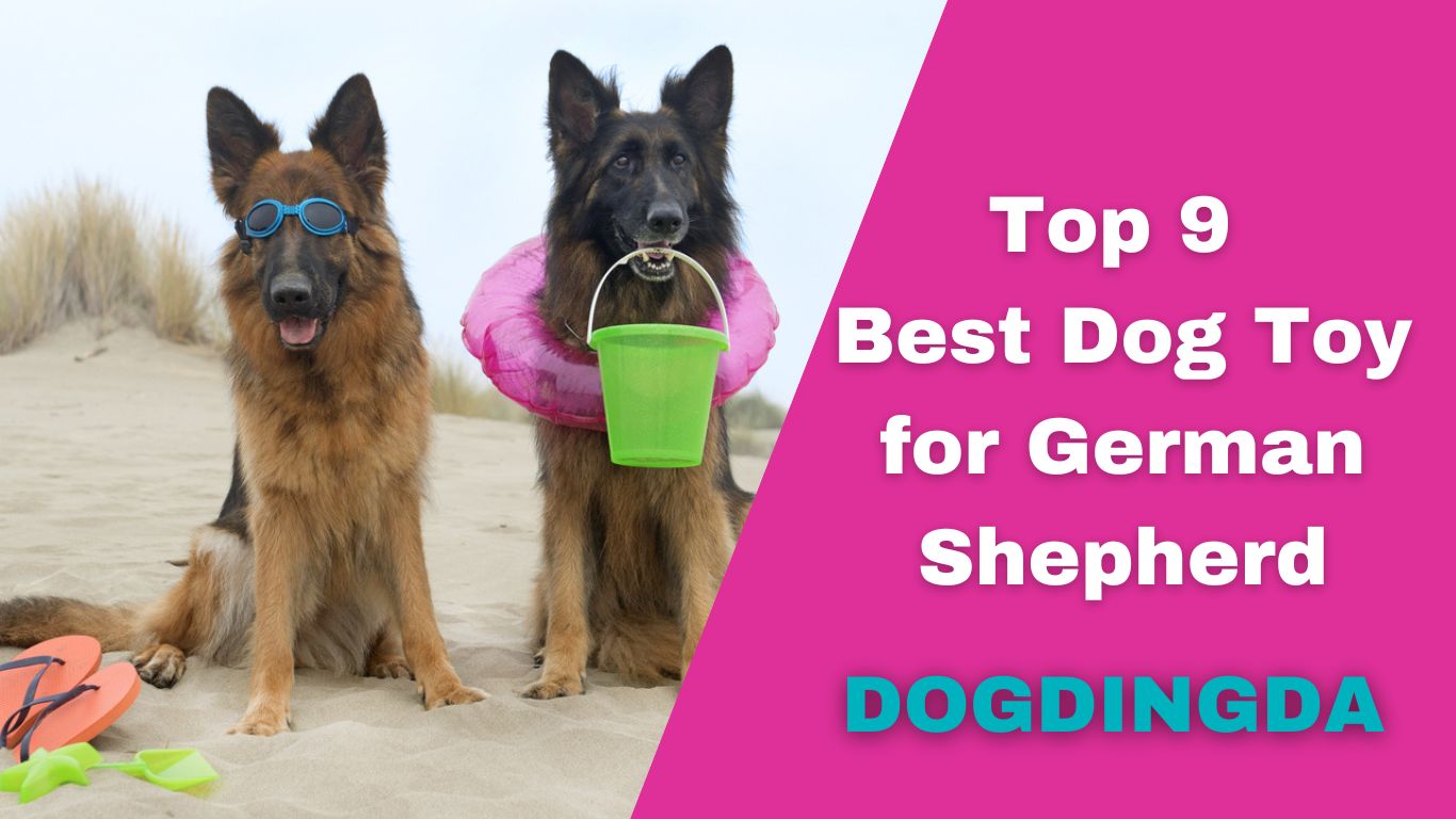 Read more about the article Top 9 Best Dog Toy for German Shepherd
