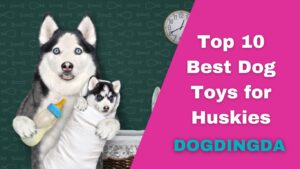 best dog toys for huskies