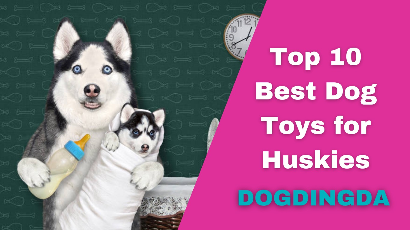 Read more about the article Top 10 Best Dog Toys for Huskies