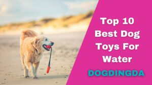 Outdoor Water Toys For Dogs