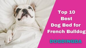 Read more about the article Top 10 Best Dog Bed for French Bulldog