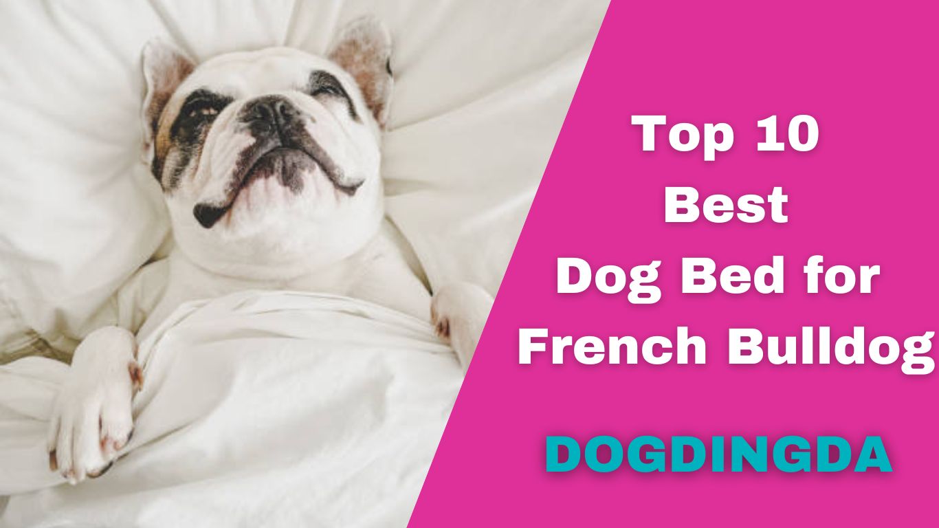 Read more about the article Top 10 Best Dog Bed for French Bulldog