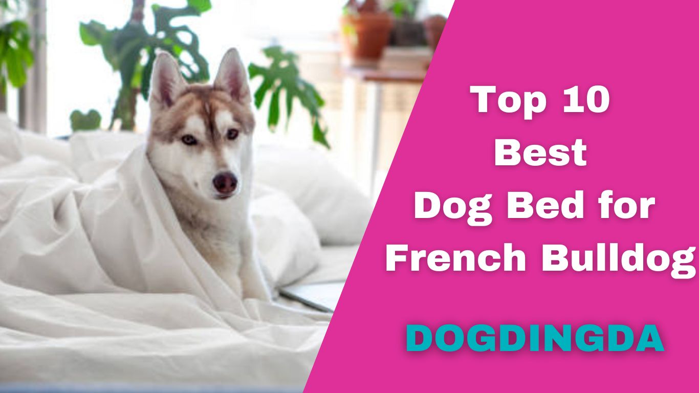 Read more about the article Top 9 Best Dog Bed for Husky