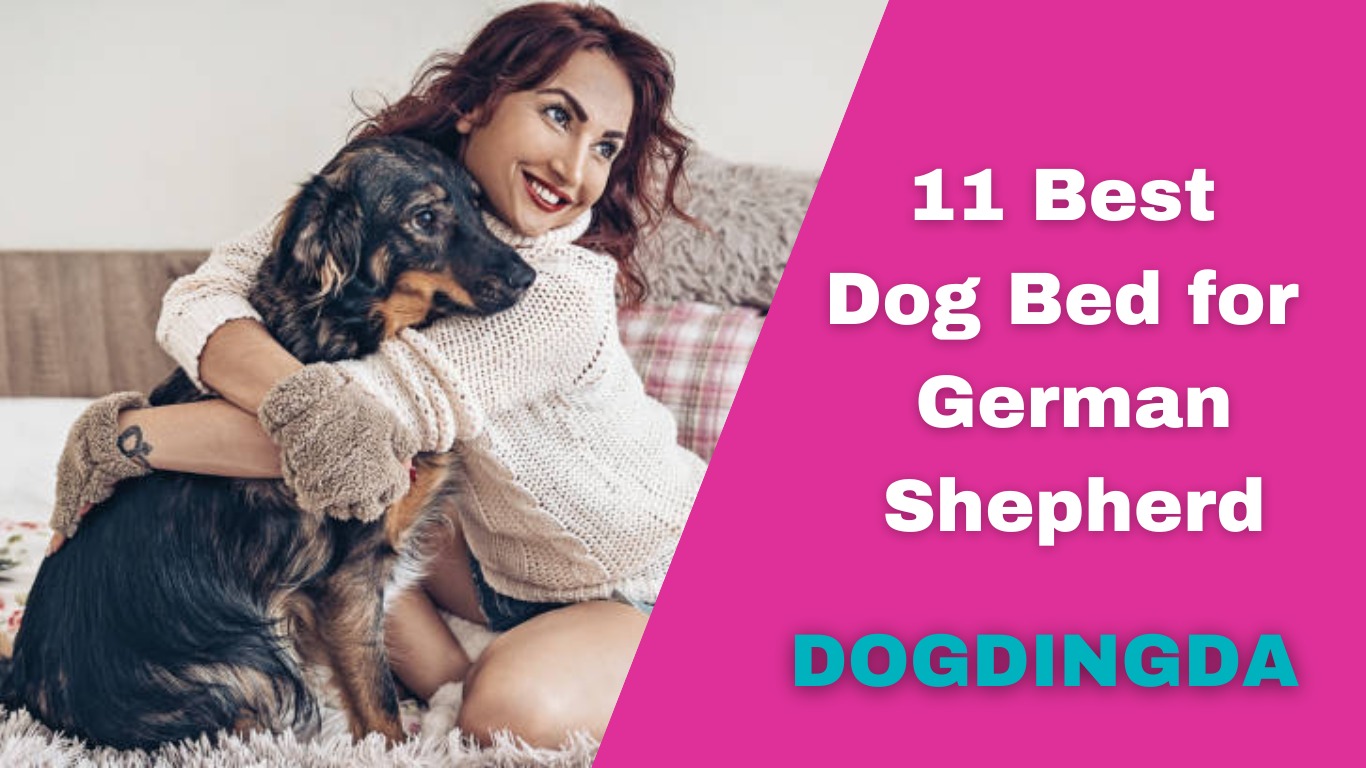 Read more about the article Top 11 Best German Shepherd Dog Beds
