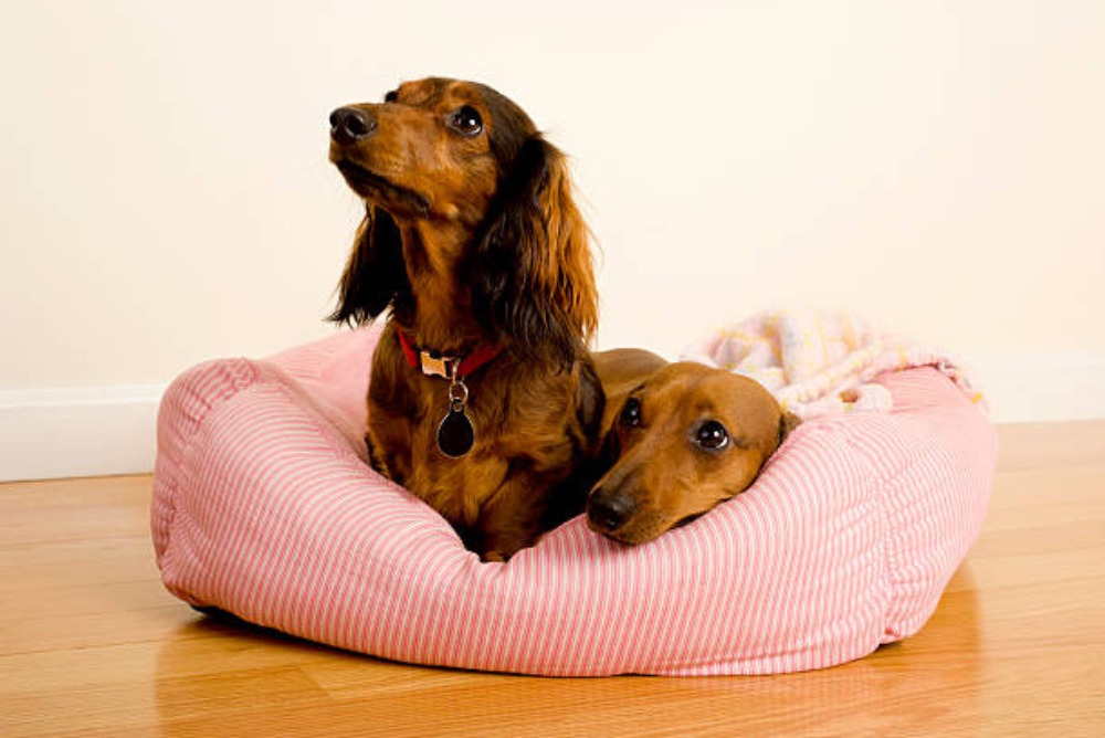 Best Dog Beds for Dachshunds