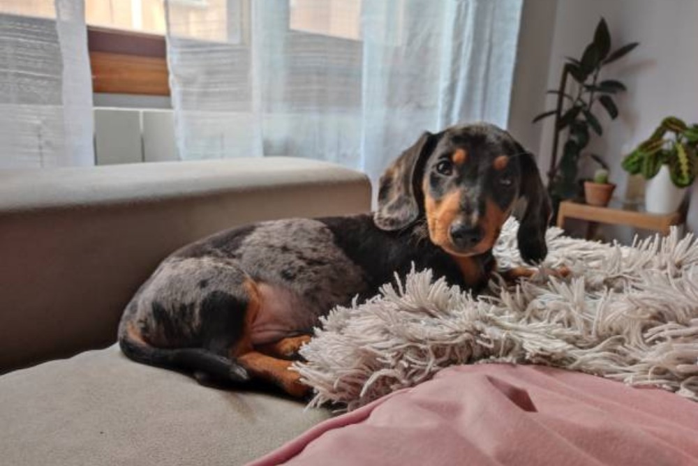 Best Dog Beds for Dachshunds