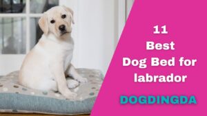 Read more about the article Top 11 Best Dog Beds for Labrador
