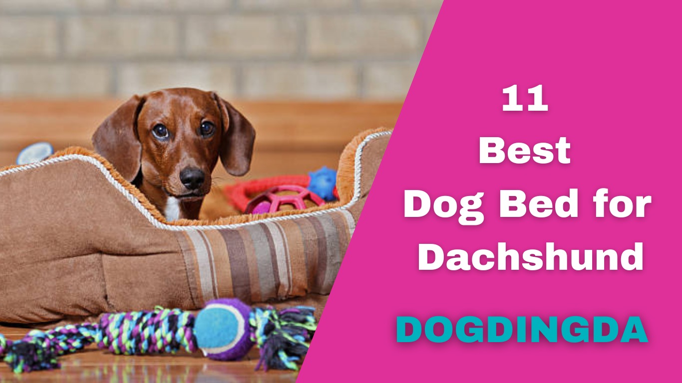 Read more about the article Top 11 Best Dog Beds for Dachshunds