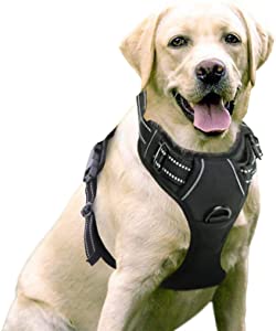 best harness english bulldog