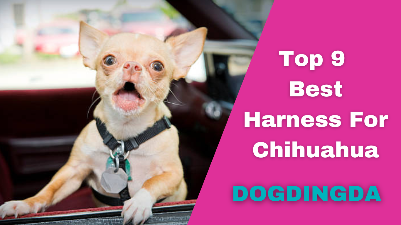 Read more about the article Best Harness For Chihuahua