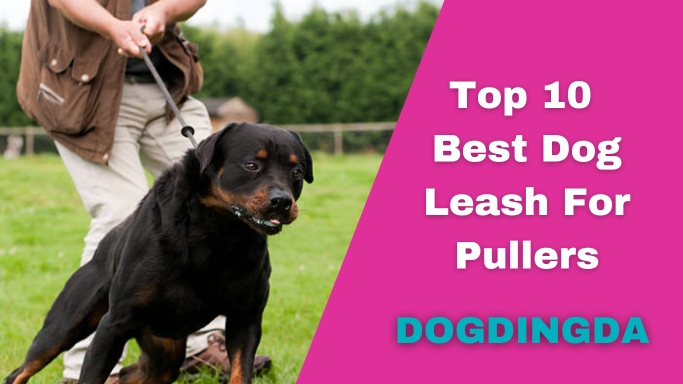 Read more about the article Top 10 Best Dog Leash for Pullers