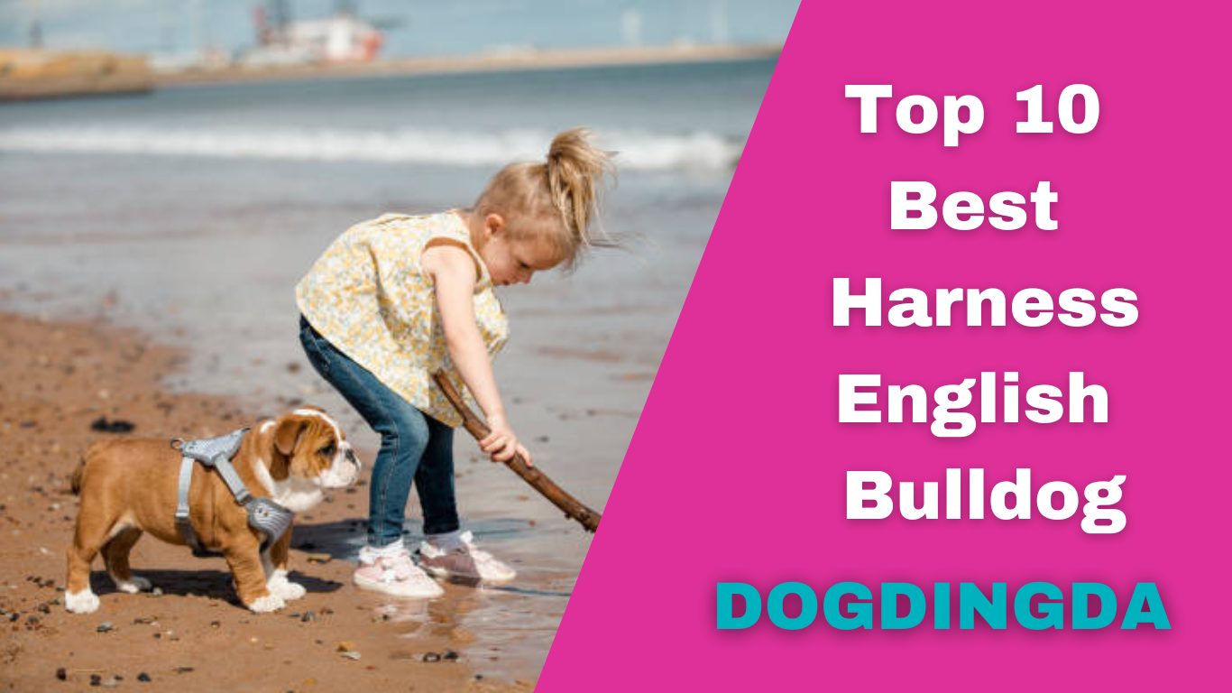 Read more about the article Top 10 Best Harness English Bulldog
