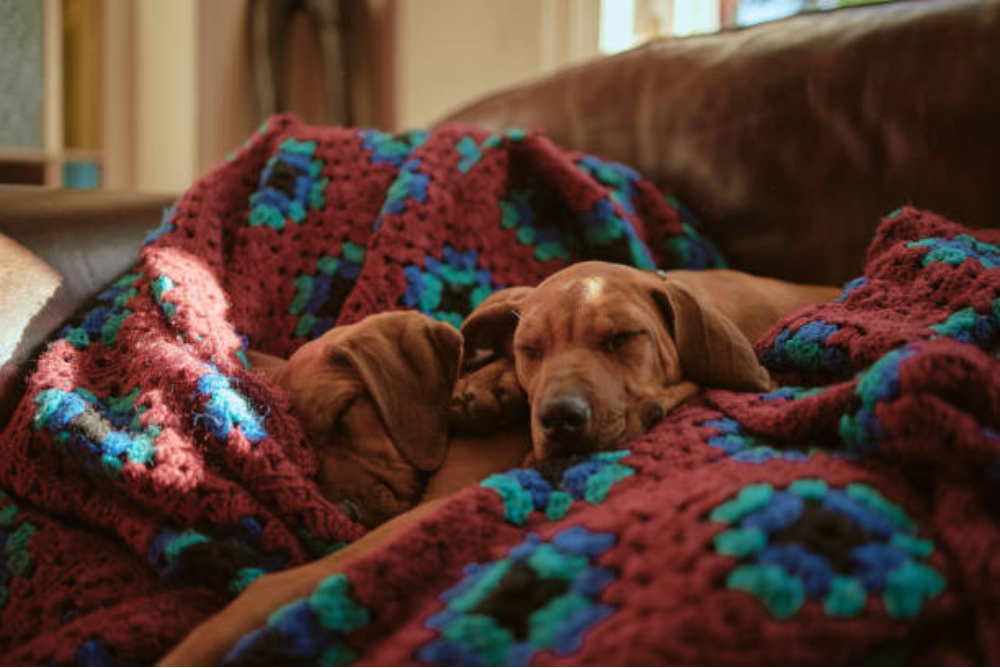 How To Remove Dog Hair From Blankets