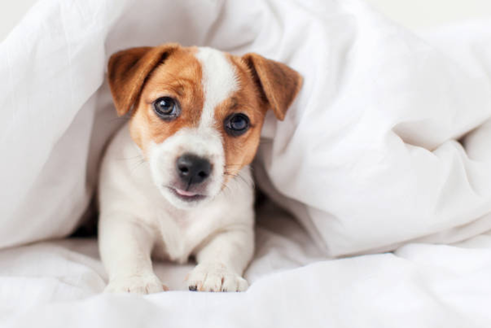 How To Remove Dog Hair From Blankets