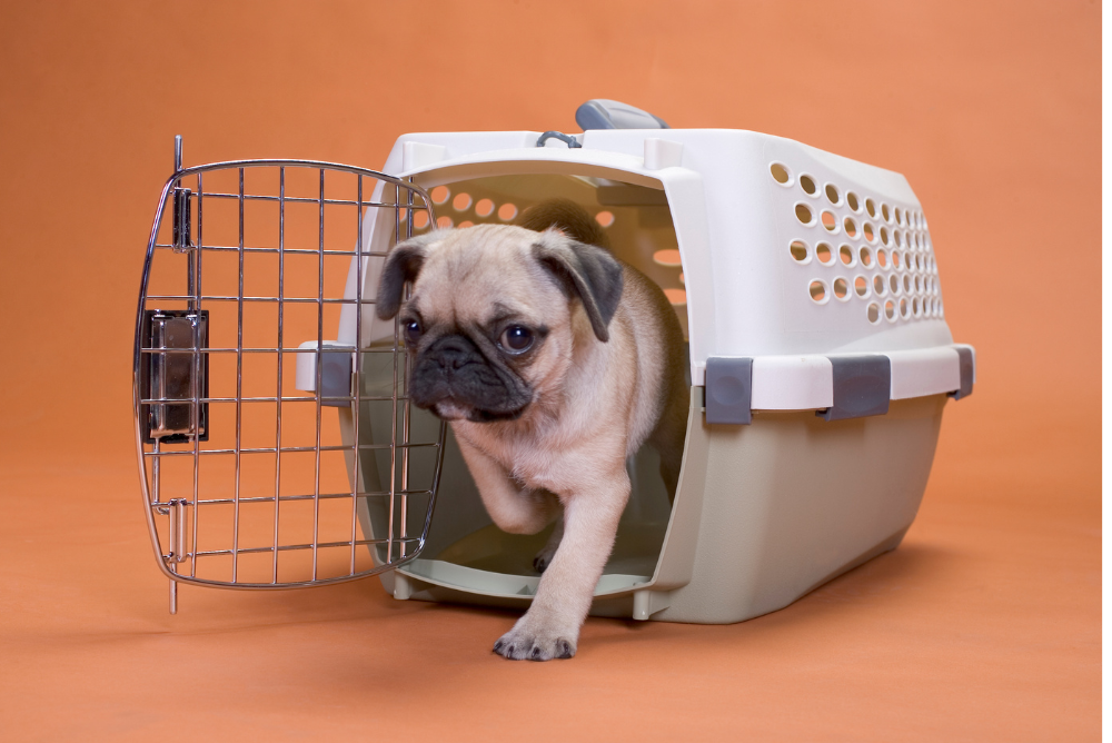 how to stop dog from peeing in crate