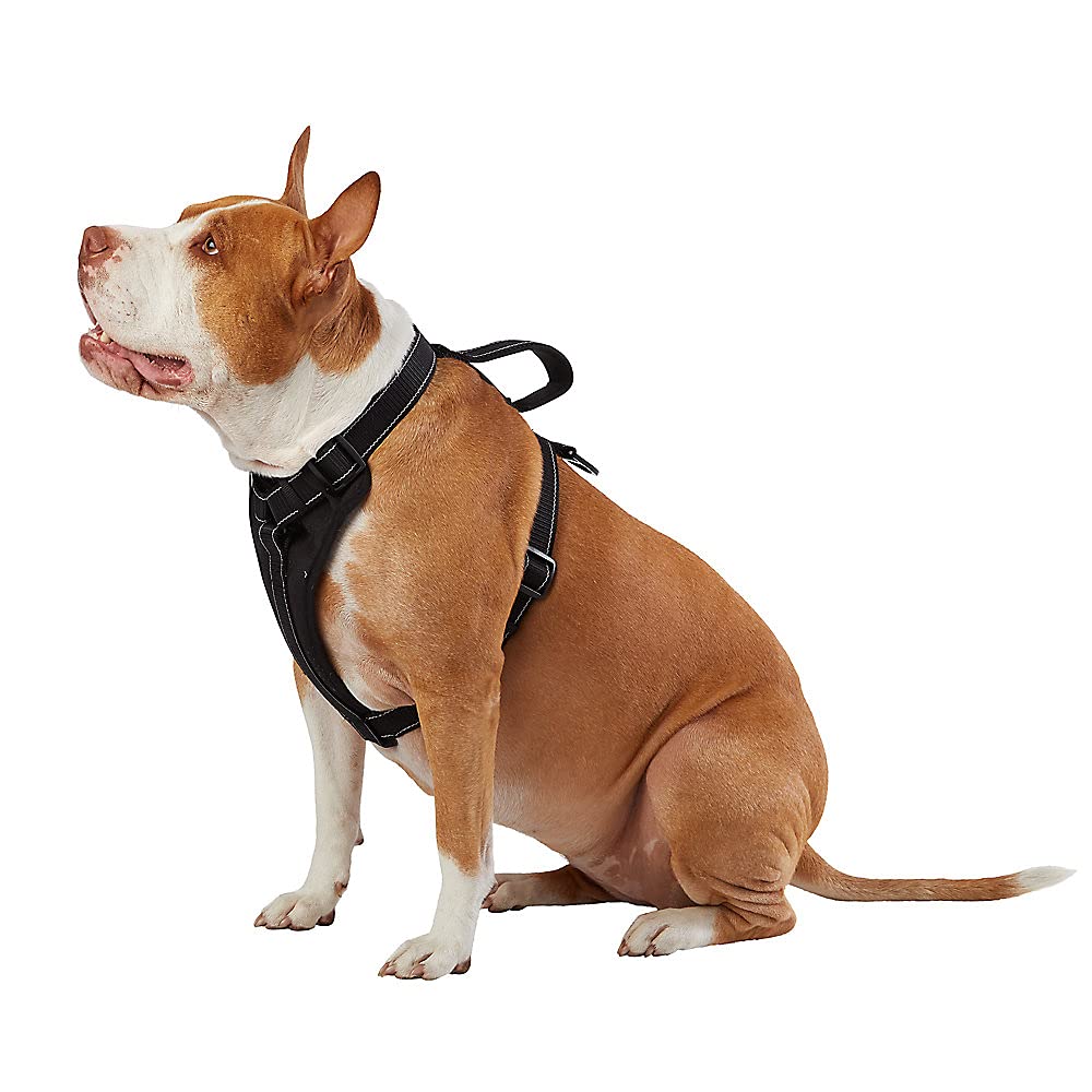 How To Put On A Kong Dog Harness