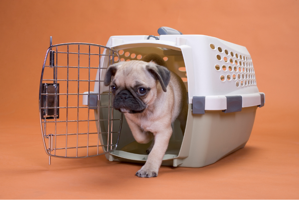 How To Stop A Dog From Pooping In The Crate