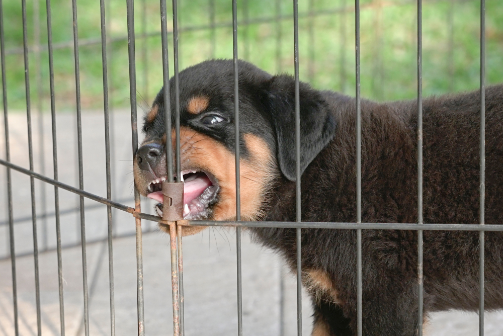 How To Keep A Dog In A Fence