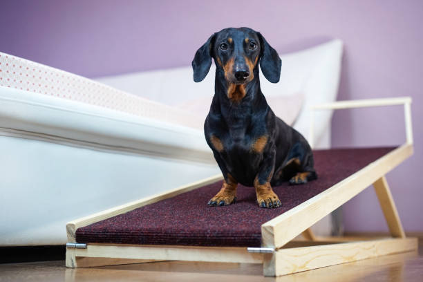 How To Make A Dog Ramp For Bed
