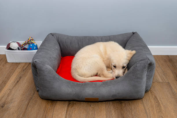 how to clean a kong dog bed