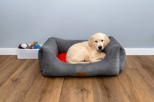 how to clean a kong dog bed