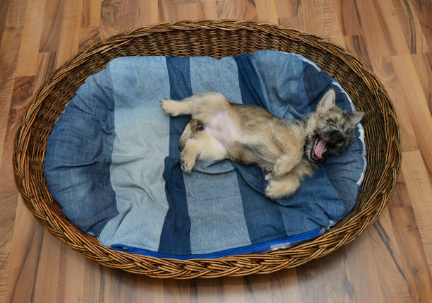 how to clean dog bed without washing machine