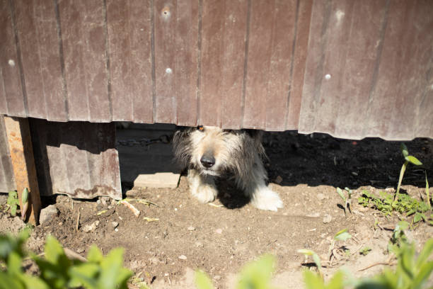 How to install underground dog fence