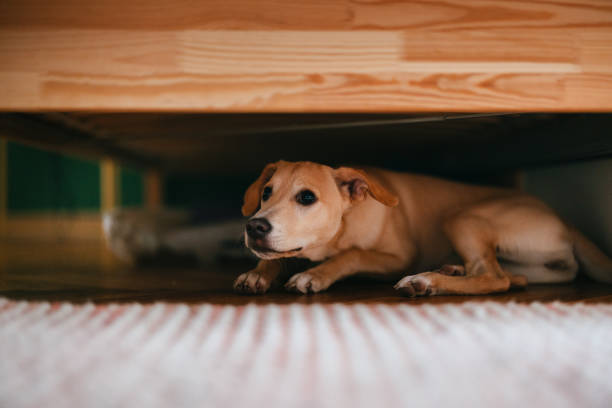How To Keep dog from going under bed