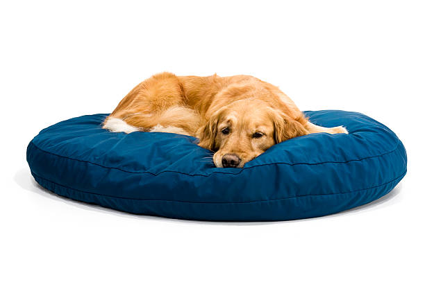 How To Clean Foam Dog Bed