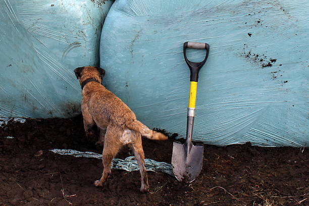 How to install underground dog fence