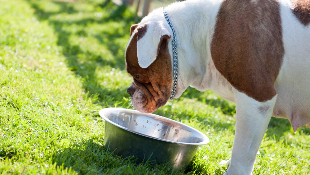 Best Dog Food For American Bulldogs