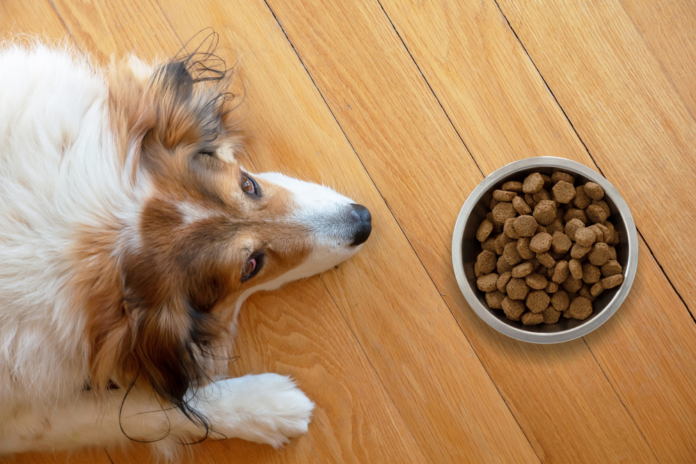 Best Dog Food For Dogs With Seizures