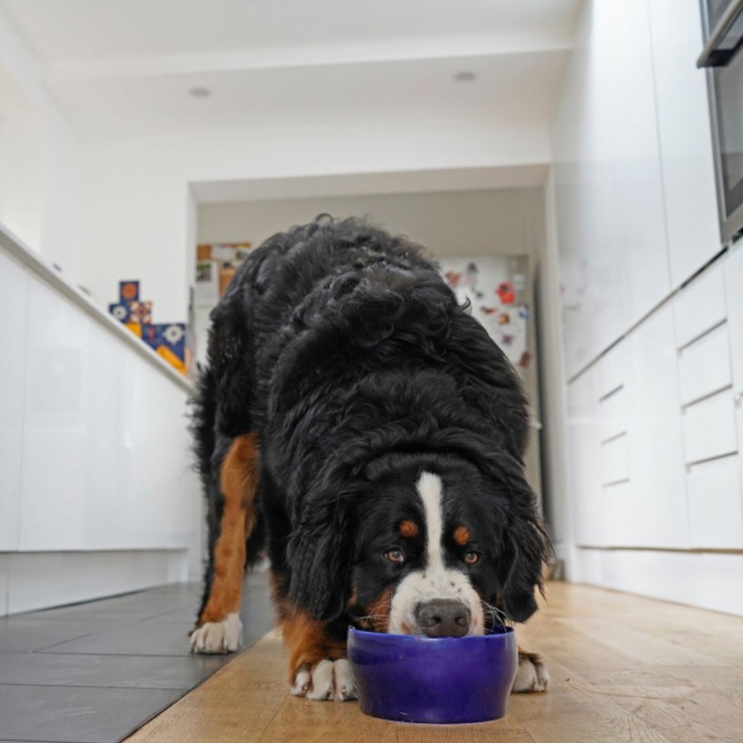 Read more about the article Best Dog Food For Bernese Mountain Dog : Top Dog Foods