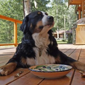 Read more about the article Top 10 Best Dog Food For Active Dogs- 2024 Updated