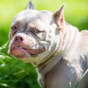 Read more about the article Top 10 Best Dog Food For American Bulldogs- Product Reviews 2024