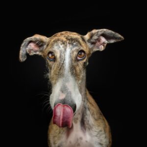 Read more about the article Top 12 Best Dog Food For Greyhounds- Product Reviews 2024