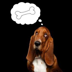 Read more about the article Top 8 Best Dog Food For Basset Hounds – 2024 Edition