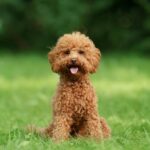 Best Dog Food For Toy Poodles- Top Picks For Optimal Health