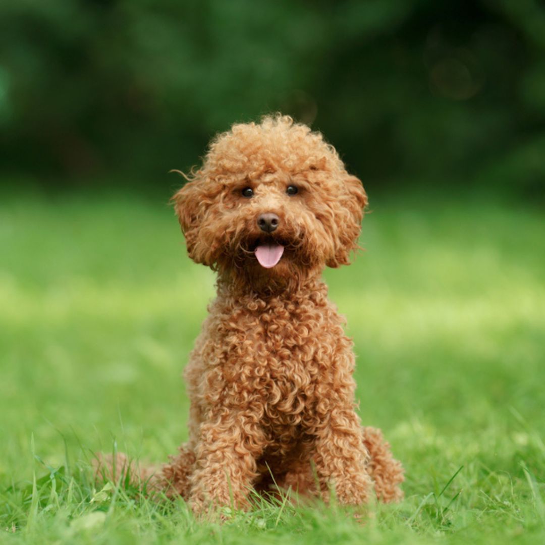 Read more about the article Best Dog Food For Toy Poodles- Top Picks For Optimal Health
